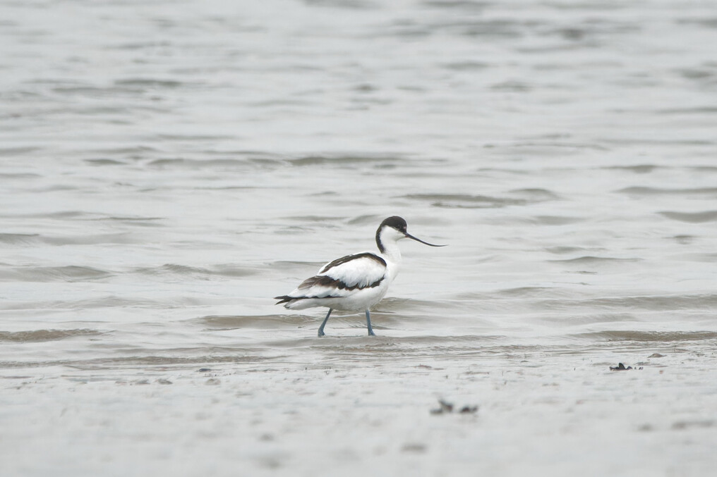 Avocet